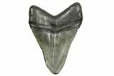 Fossil Megalodon Tooth - South Carolina #370004-1
